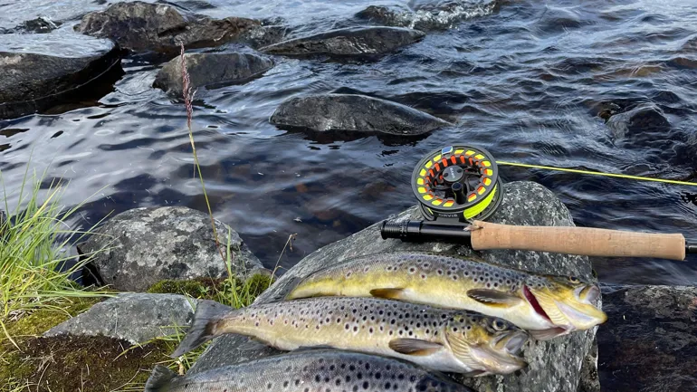 Fisker på en stein ved et vannområde